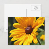 Black Eyed Susan Flower Photography Briefkaart (Voorkant / Achterkant)