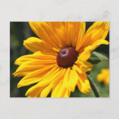 Black Eyed Susan Flower Photography Briefkaart (Voorkant)