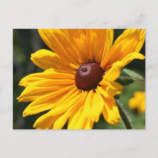 Black Eyed Susan Flower Photography Briefkaart (Voorkant)
