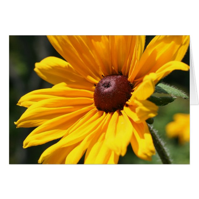Black Eyed Susan Flower Photography Card (Voorkant Horizontaal)