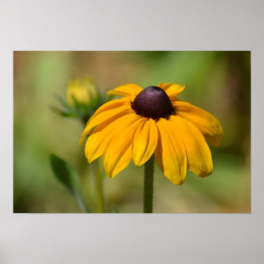 Black Eyed Susan Flower Photography Poster (Voorkant)