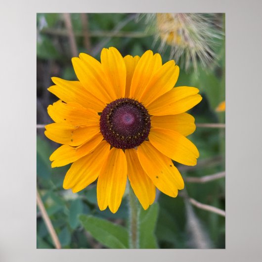 Black-eyed Susan Flower Poster (Voorkant)