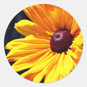 Black Eyed Susan Flower Ronde Sticker