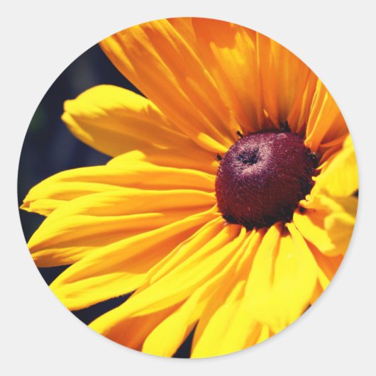 Black Eyed Susan Flower Ronde Sticker (Voorkant)