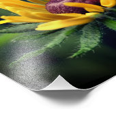 Black Eyed Susan Flower Unfolding 8x10 Foto Afdruk (Hoek)