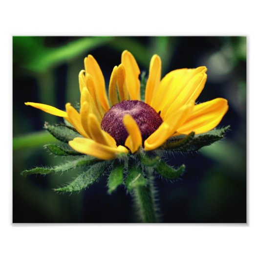 Black Eyed Susan Flower Unfolding 8x10 Foto Afdruk (Voorkant)