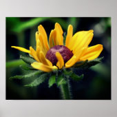 Black Eyed Susan Flower Unfolding Poster (Voorkant)