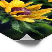 Black Eyed Susan Flower Unfolting Abstract Poster (Hoek)