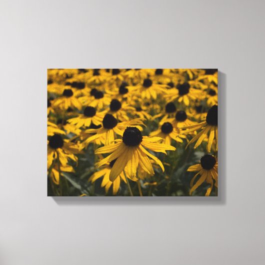 Black Eyed Susan Flowers Canvas Afdruk (Voorkant)