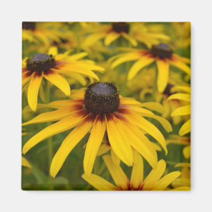 Black Eyed Susan Flowers Magneet