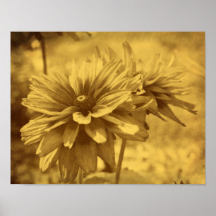 Black Eyed Susan Flowers Sepia Aged Kijk Poster