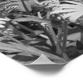 Black Eyed Susan Garden Black White Print (Hoek)