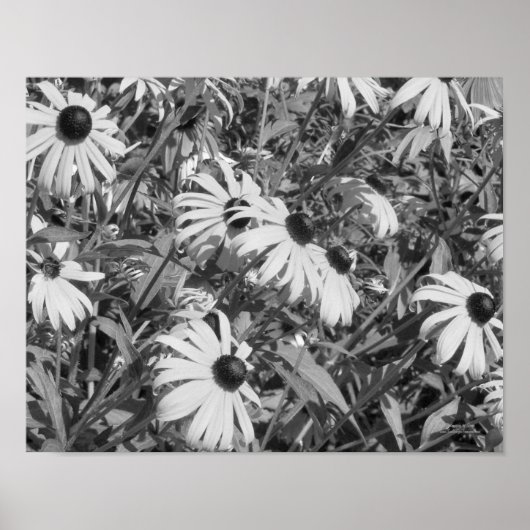 Black Eyed Susan Garden Black White Print (Voorkant)