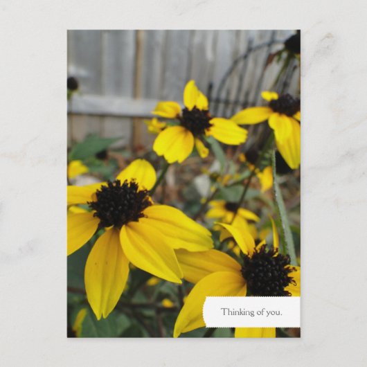  Black Eyed Susan Garden Briefkaart (Voorkant)