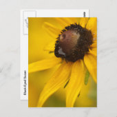 Black-Eyed Susan met een Teardrop Briefkaart (Voorkant / Achterkant)