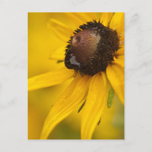Black-Eyed Susan met een Teardrop Briefkaart