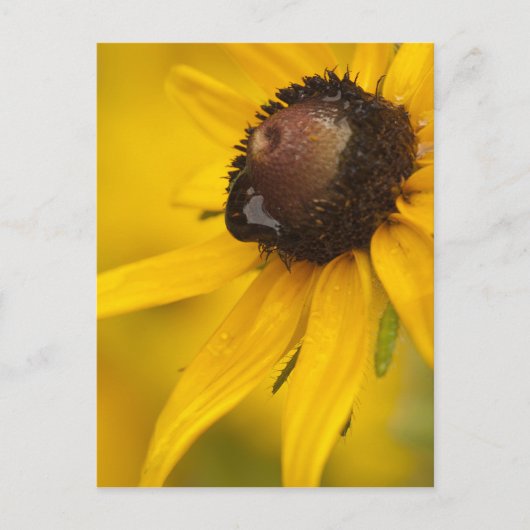 Black-Eyed Susan met een Teardrop Briefkaart (Voorkant)