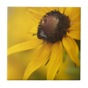 Black-Eyed Susan met een Teardrop Tegeltje