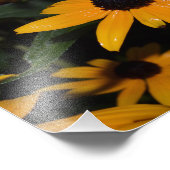 Black-eyed Susan. Na de regen. Foto. Foto Afdruk (Hoek)