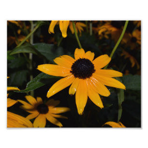 Black-eyed Susan. Na de regen. Foto. Foto Afdruk