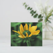 Black Eyed Susan on Green Flower Briefkaart (Staand voorkant)