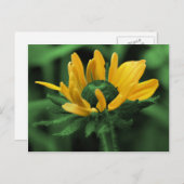 Black Eyed Susan on Green Flower Briefkaart (Voorkant / Achterkant)