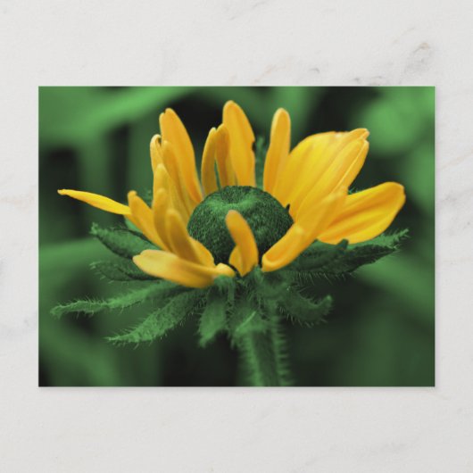 Black Eyed Susan on Green Flower Briefkaart (Voorkant)