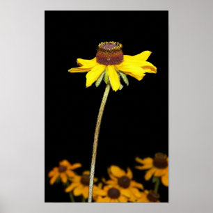 Black Eyed Susan op zwarte achtergrond Poster