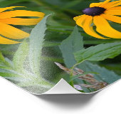 Black-Eyed- Susan Photo Print Foto Afdruk (Hoek)