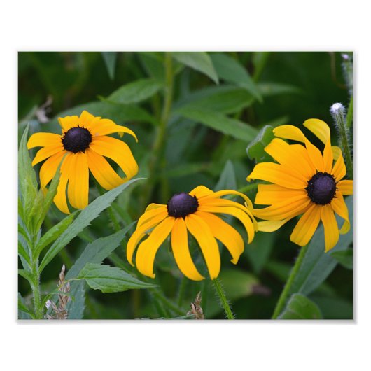 Black-Eyed- Susan Photo Print Foto Afdruk (Voorkant)