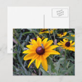 Black-Eyed Susan Postcard Briefkaart (Voorkant / Achterkant)