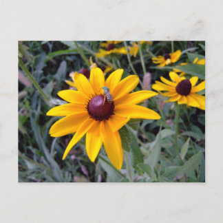 Black-Eyed Susan Postcard Briefkaart