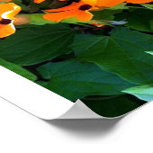 Black Eyed Susan Poster (Hoek)