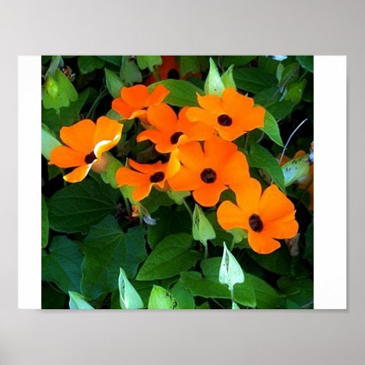 Black Eyed Susan Poster (Voorkant)