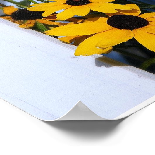 Black Eyed Susan Poster (Hoek)