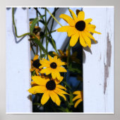Black Eyed Susan Poster (Voorkant)