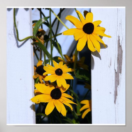 Black Eyed Susan Poster (Voorkant)