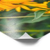 Black-Eyed Susan Poster (Hoek)