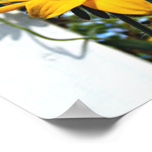 Black Eyed Susan Poster (Hoek)