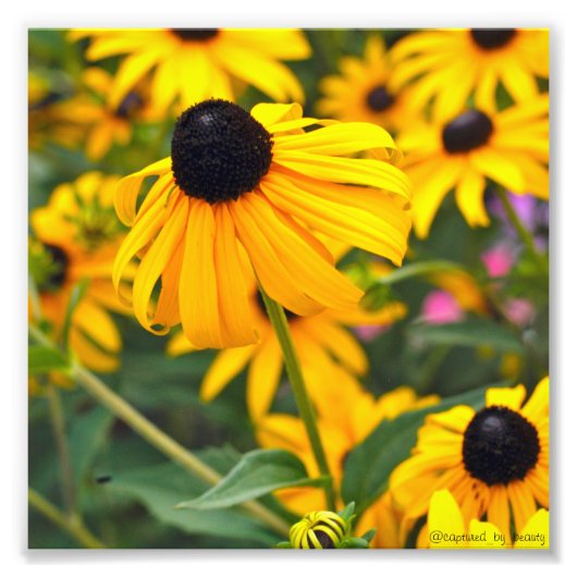 Black-Eyed Susan Poster 6x6 (Voorkant)