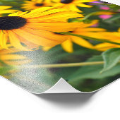 Black-Eyed Susan Poster 6x6 (Hoek)