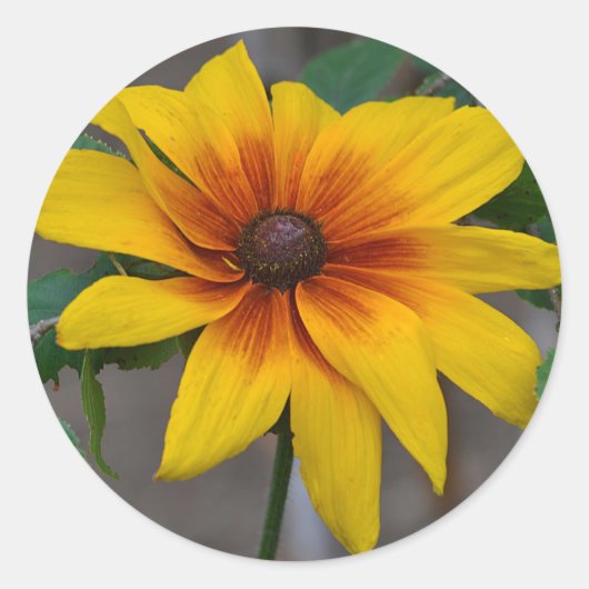 Black-Eyed Susan Sticker (Voorkant)