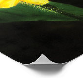 Black Eyed Susan True Love Fine Art Poster (Hoek)