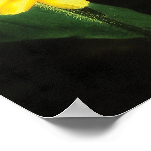 Black Eyed Susan True Love Fine Art Poster (Hoek)