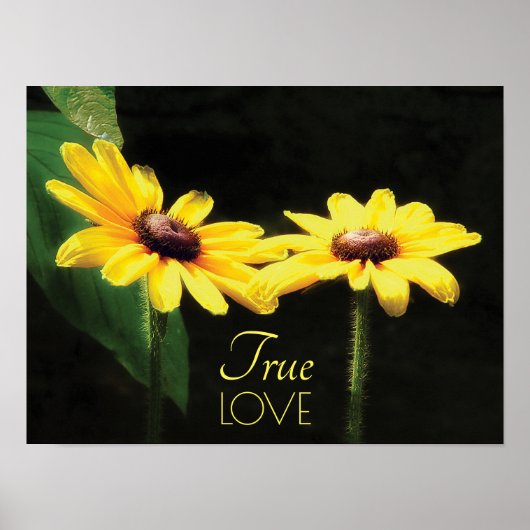 Black Eyed Susan True Love Fine Art Poster (Voorkant)