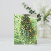 Black Eyed Susan Vine Briefkaart (Staand voorkant)