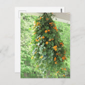 Black Eyed Susan Vine Briefkaart (Voorkant / Achterkant)