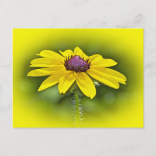 Black-Eyed Susan Wildflower Briefkaart