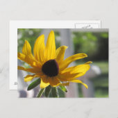 Black-Eyed Susan Wildflower | Briefkaart (Voorkant / Achterkant)
