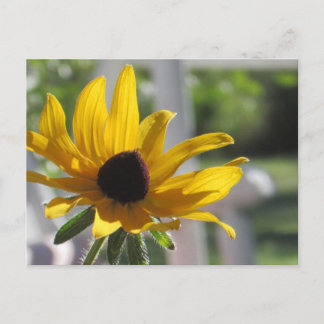 Black-Eyed Susan Wildflower | Briefkaart